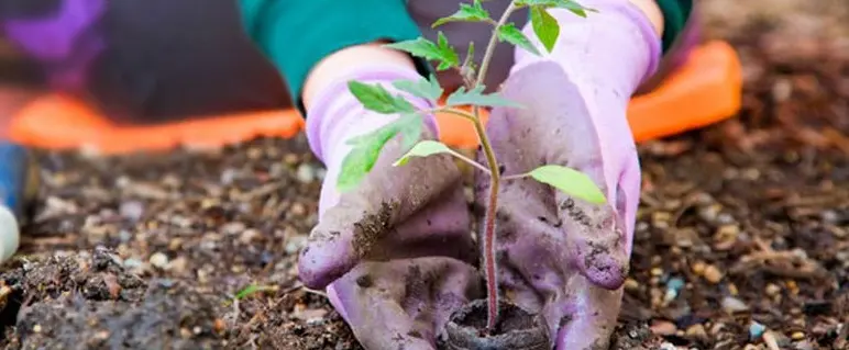 Lucrari in gradina pentru luna februarie