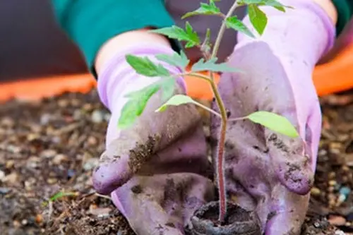 Lucrari in gradina pentru luna februarie