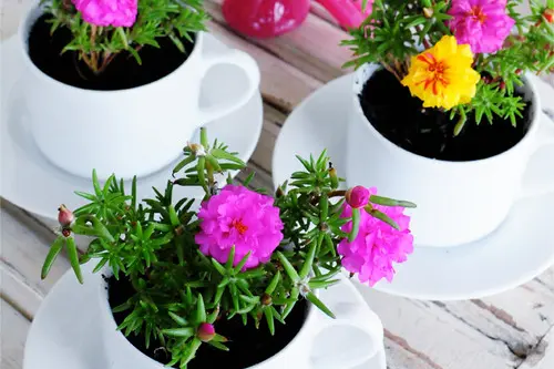 Proiect DIY: suport pentru flori din cesti