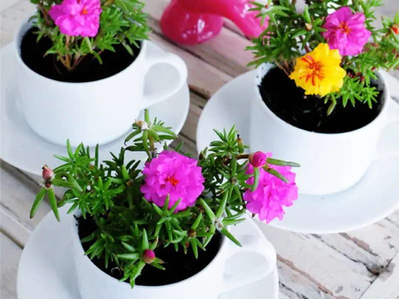 Proiect DIY: suport pentru flori din cesti