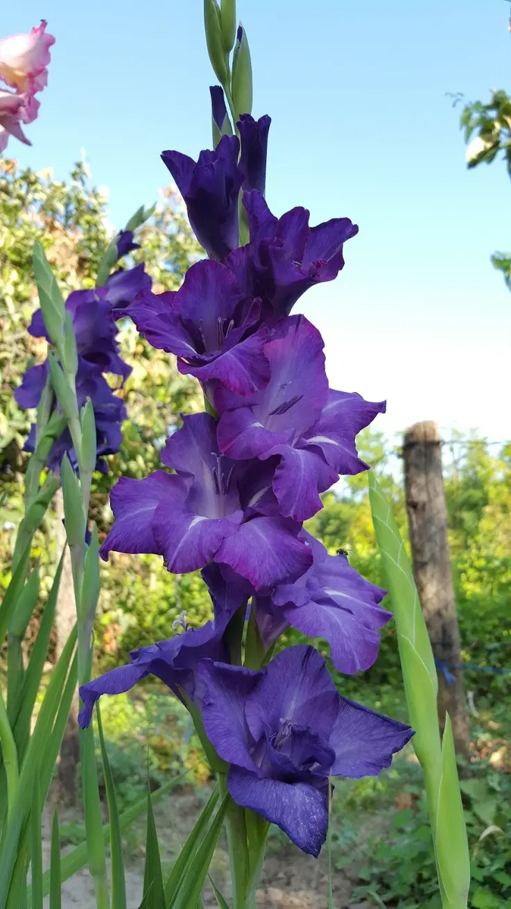 Gladiola, informatii utile despre crestere si ingrijire
