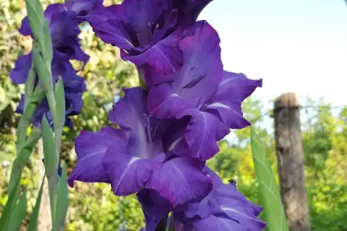 Gladiola, informatii utile despre crestere si ingrijire