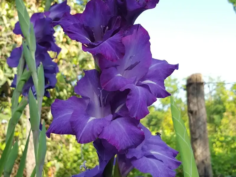 Gladiola, informatii utile despre crestere si ingrijire