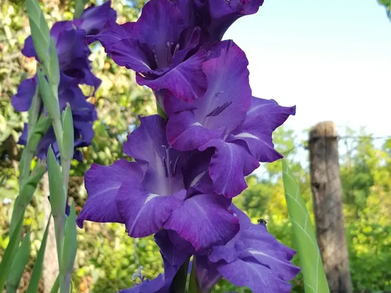 Gladiola, informatii utile despre crestere si ingrijire