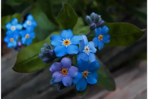 Povestea florii de “Nu ma uita”