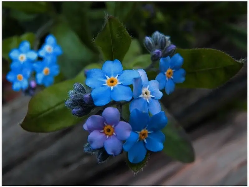 Povestea florii de “Nu ma uita”