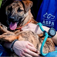 Evenimentele ASPA din Parcul Tineretului, inclusiv Canicross și Târgul de Adopții, amânate pentru Duminică, 11 Mai, din cauza vremii