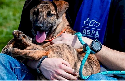 Evenimentele ASPA din Parcul Tineretului, inclusiv Canicross și Târgul de Adopții, amânate pentru Duminică, 11 Mai, din cauza vremii