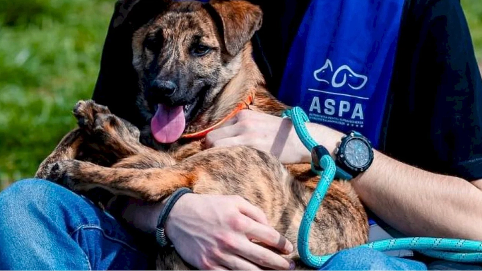 Evenimentele ASPA din Parcul Tineretului, inclusiv Canicross și Târgul de Adopții, amânate pentru Duminică, 11 Mai, din cauza vremii