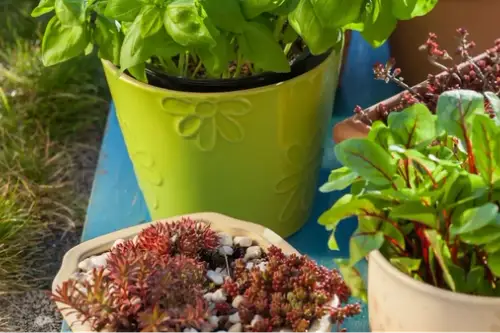 Plante care țin insectele la distanță – naturale și decorative