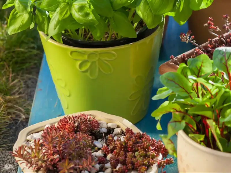 Plante care țin insectele la distanță – naturale și decorative