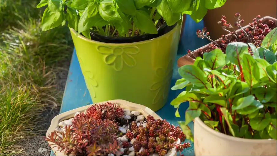 Plante care țin insectele la distanță – naturale și decorative