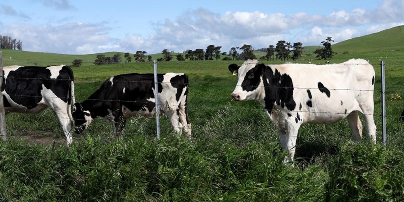 Guvernul SUA va oferi aproape 200 de milioane de dolari pentru a limita răspândirea gripei aviare în fermele americane de produse lactate