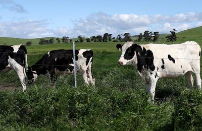 Guvernul SUA va oferi aproape 200 de milioane de dolari pentru a limita răspândirea gripei aviare în fermele americane de produse lactate