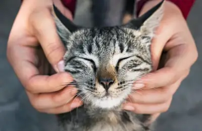 On the Identity of a Cat Lover: Joys and Small Obsessions Shared by the Community that Adore Felines