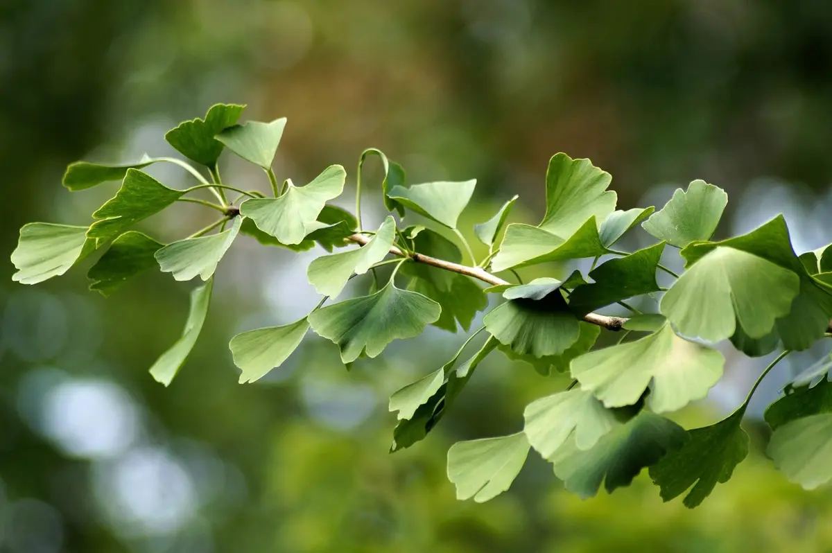 Ginkgo biloba – un arbore misterios ramas din perioada dinozaurilor