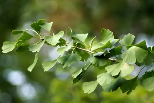 Ginkgo biloba – un arbore misterios ramas din perioada dinozaurilor
