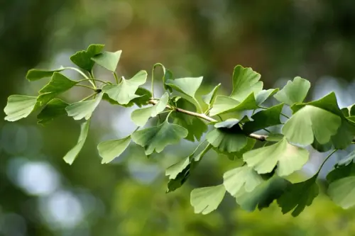 Ginkgo biloba – un arbore misterios ramas din perioada dinozaurilor