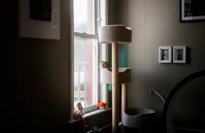 Everyday Habits for a Happy Apartment Cat