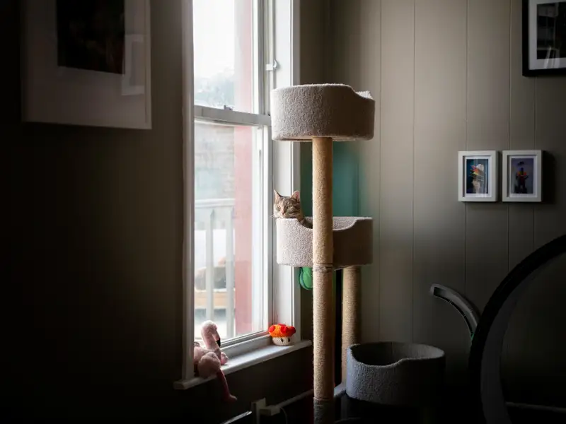 Obiceiuri de Zi cu Zi pentru o Pisică Fericită în Apartament