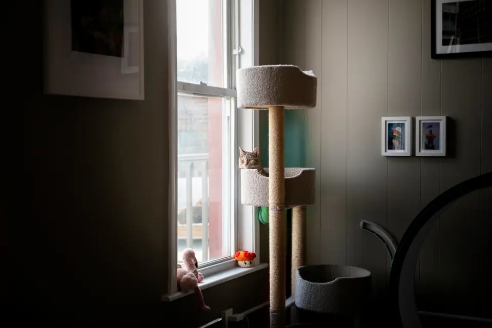 Everyday Habits for a Happy Apartment Cat