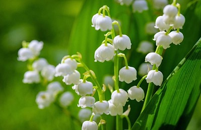Lăcrămioarele: floarea delicateții și a amintirilor. Descoperă legenda și semnificațiile ei
