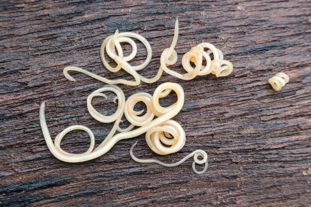 Complicațiile toxocarozei netratate