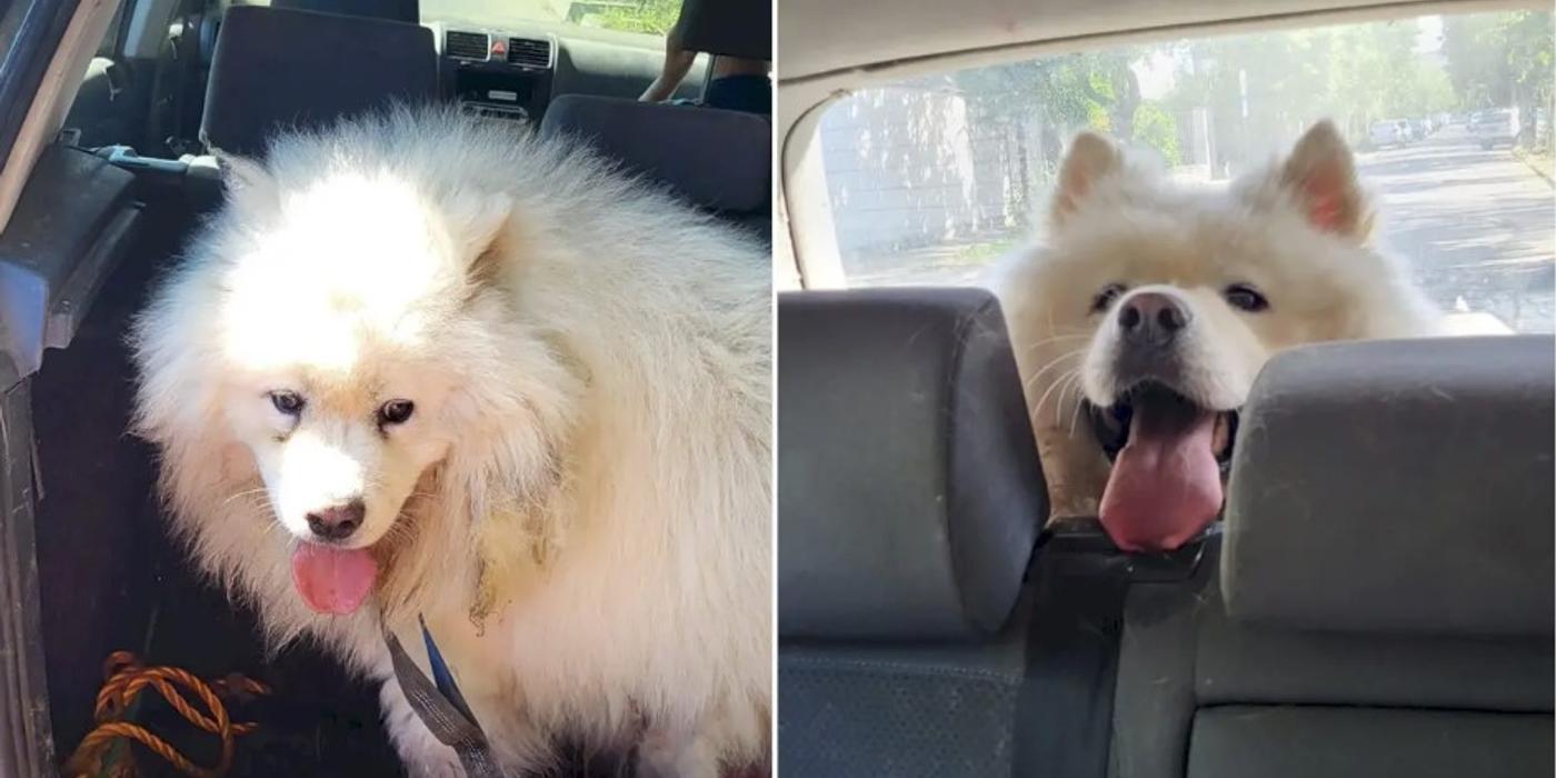 Întâlnire emoționantă, între un cățel pierdut cu 3-4 ani în urmă și stăpâna lui, ieri în București