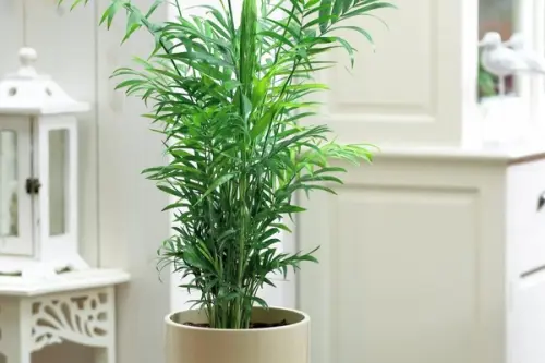 Plante potrivite pentru apartament