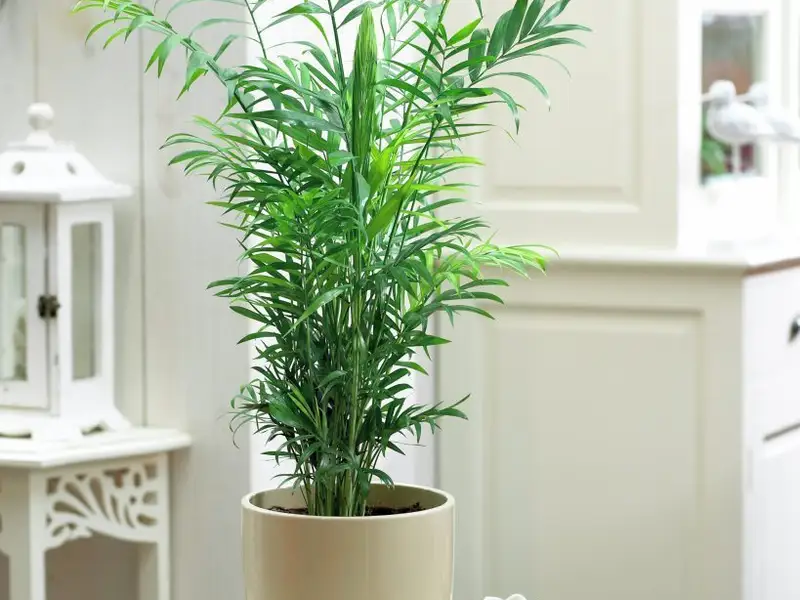 Plante potrivite pentru apartament