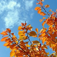 Prognoza meteo, 26 noiembrie. Cer variabil și temperaturi de toamnă blândă. Unde apar ploile