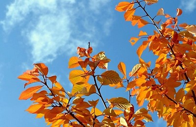 Prognoza meteo, 26 noiembrie. Cer variabil și temperaturi de toamnă blândă. Unde apar ploile