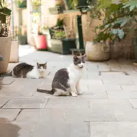 Metoda perfecta pentru a creea un loc de joaca pentru pisica ta