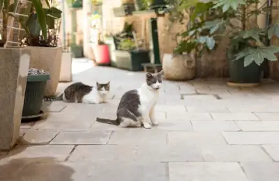 Metoda perfecta pentru a creea un loc de joaca pentru pisica ta