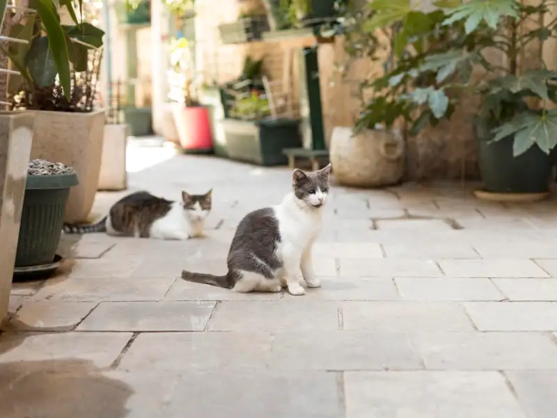 Metoda perfecta pentru a creea un loc de joaca pentru pisica ta