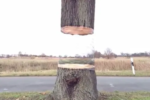 Copacii plutitori. O idee extrem de surprinzatoare pentru gradina ta! (VIDEO)