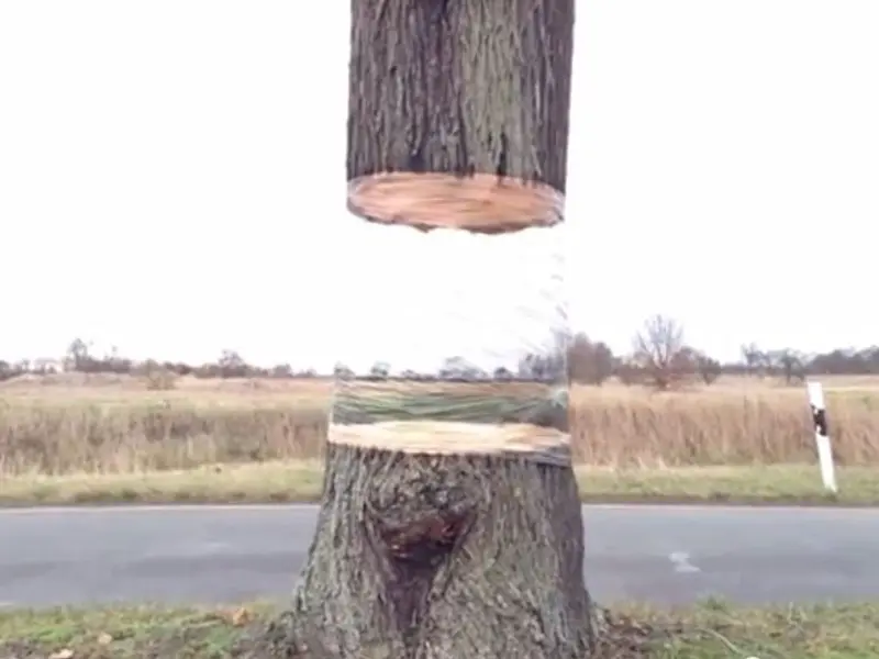 Copacii plutitori. O idee extrem de surprinzatoare pentru gradina ta! (VIDEO)