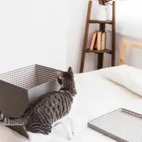 Crearea unor spații sigure unde pisica se poate retrage pentru a se relaxa și a se simți în siguranță.