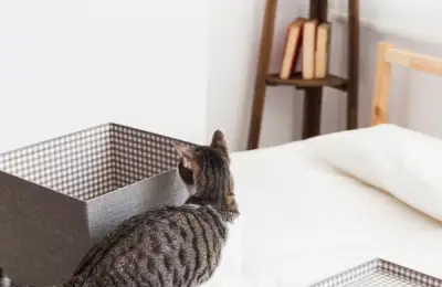 Creating Safe Spaces for Cats to Relax and Feel Secure