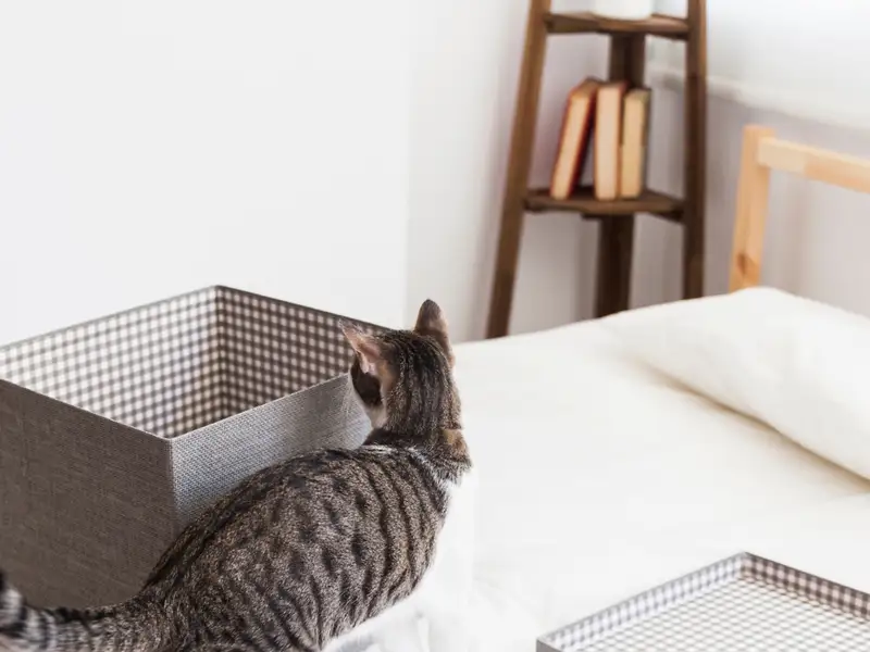 Crearea unor spații sigure unde pisica se poate retrage pentru a se relaxa și a se simți în siguranță.