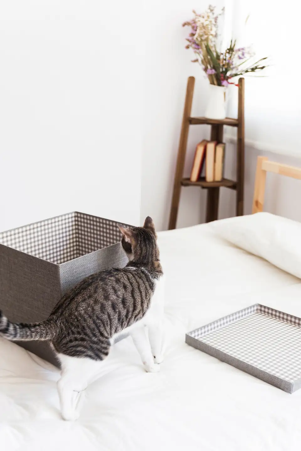 Creating Safe Spaces for Cats to Relax and Feel Secure