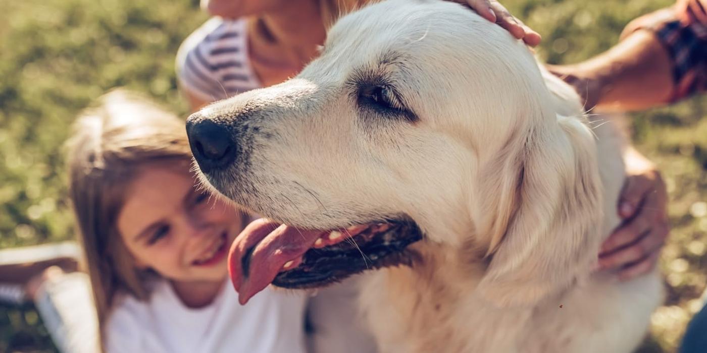 Sprijină sistemul imunitar al câinelui tău cu suplimentele potrivite