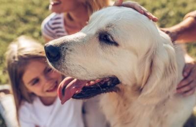 Sprijină sistemul imunitar al câinelui tău cu suplimentele potrivite