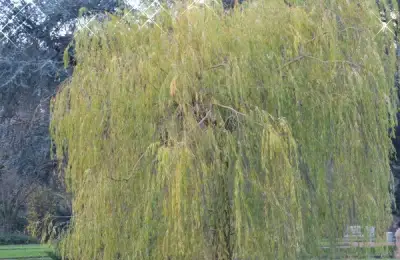 Unique Shrub Types Ideal for Garden Planting