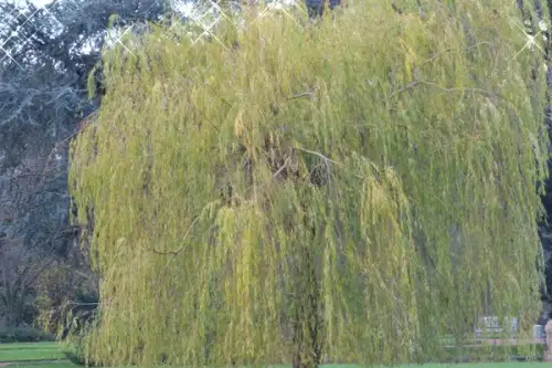 Tipuri de arbuști cu formă inedită, ideali pentru plantare în grădină