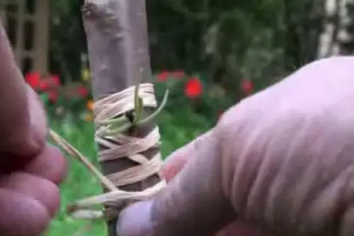 Altoirea pomilor prin metoda in ochi dormind