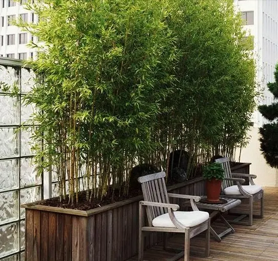 Decoreaza-ti balconul cu tufe de bambus