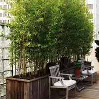 Decoreaza-ti balconul cu tufe de bambus