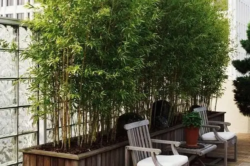 Decoreaza-ti balconul cu tufe de bambus