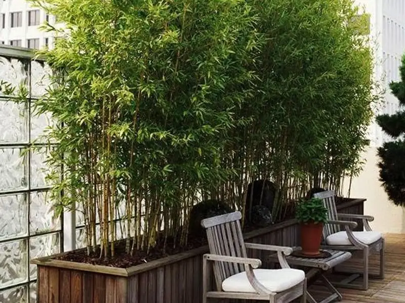 Decoreaza-ti balconul cu tufe de bambus